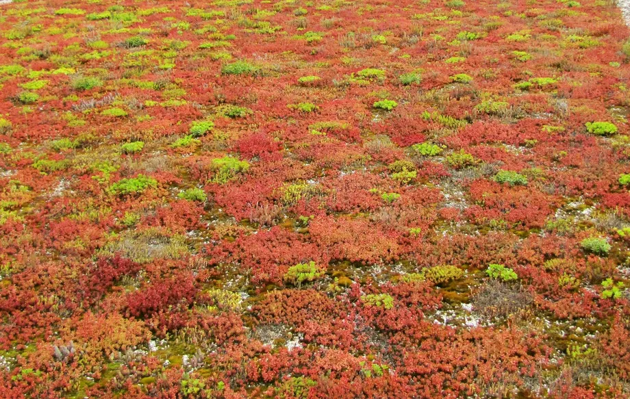 icopal icomat 317 ekstensyvios augmenijos zaliasis stogas